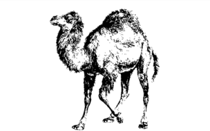 پرل چیست و چه کاربردی دارد؟